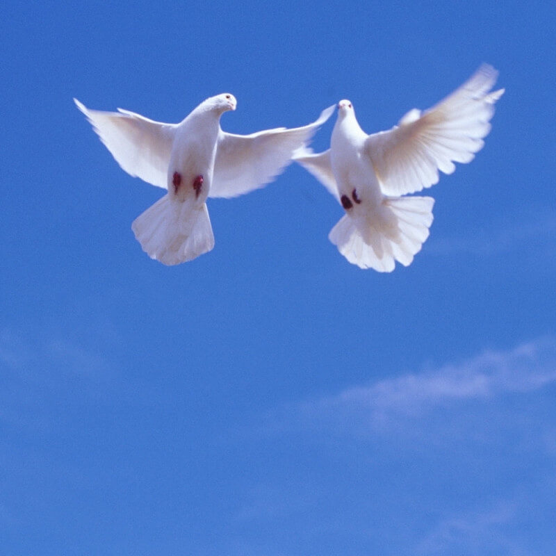 Фото два голубя к стихотворению Чудо