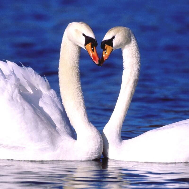 фото лебеди в форме сердца к сихотворению Любите друг друга