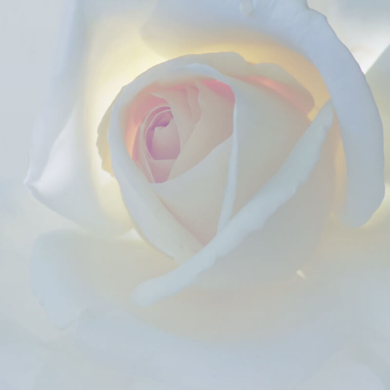 Роза к стихотворению А Любовь пусть живёт на земле!