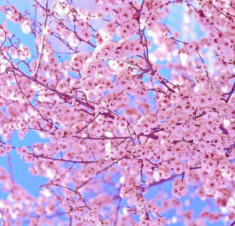 Весна идет! Сакура цветет