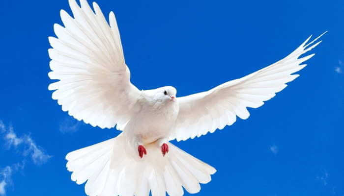 Белый голубь в сиянии света парит