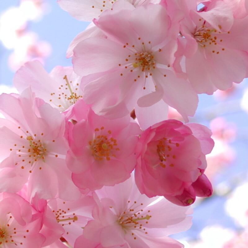 Фото яблоневого цвета - венец Королевы природы Весны