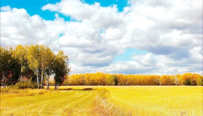 Пейзаж Осень Золотая