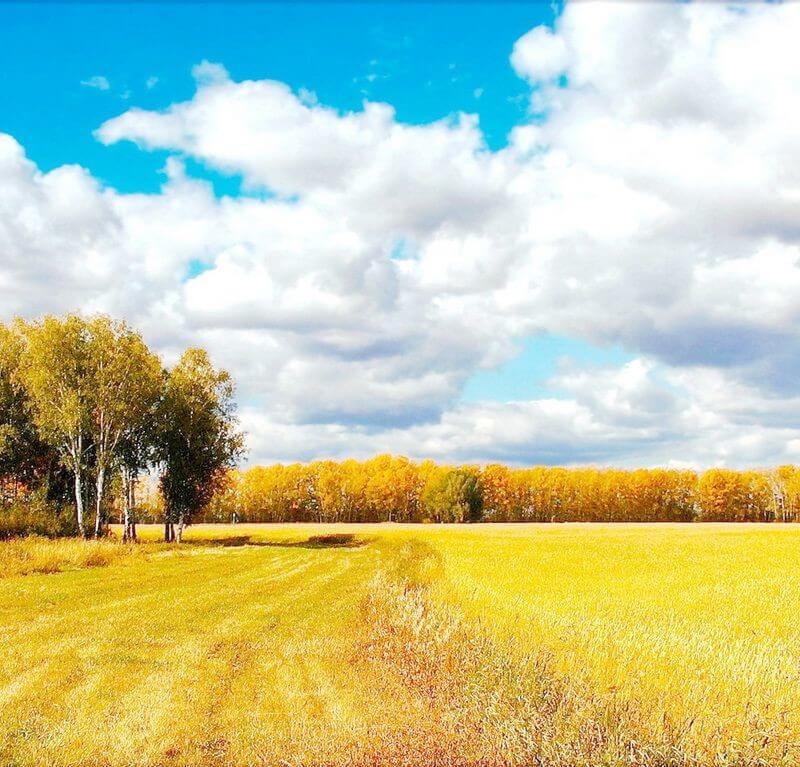 Пейзаж Осень Золотая